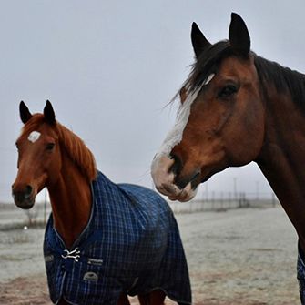 two horses wearing horse coats outside