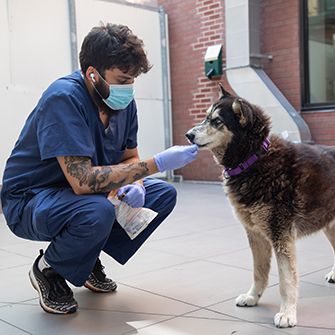 ASPCA Animal Hospital staff giving a rescued huskey a treat