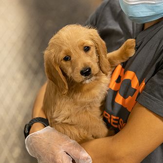 a rescued golden retriever puppy