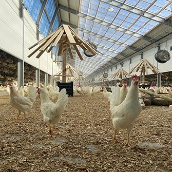 chickens in well lit building with open space,glass ceilings and logs