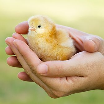 a chick in someone's hands
