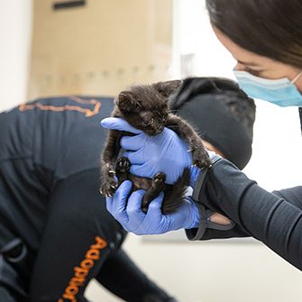 a black kitten being held by an aspca staff member