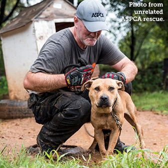 ASPCA volunteer with a chained up pitbull