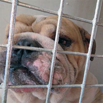 a bulldog in a cage