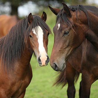 two brown horses, left with a white stripe on nose, in a green pasture
