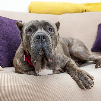 brindled dog resting on a couch
