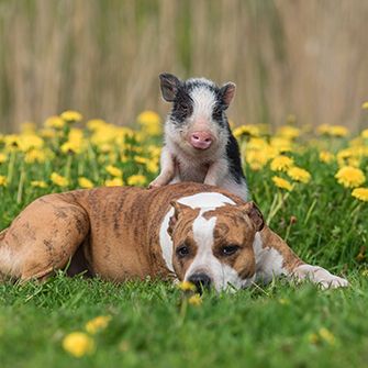 a pitbull and pig