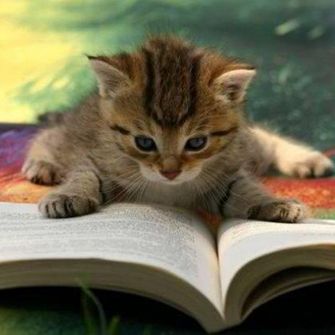 a cat reading a book