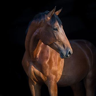 a brown horse with its face turned right in front of a black background