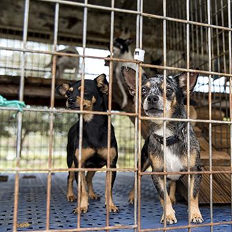 dogs in a kennel
