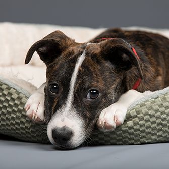 a brindle puppy in a dog bed