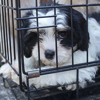 a black and white dog in cage