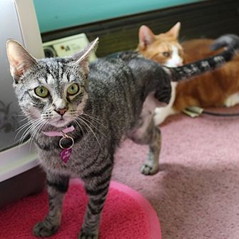 Shamrock’s Lucky Day: Kitten Survives Shocking Wound, Finds Loving Home