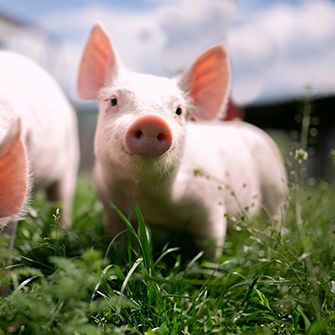 a pig in grass