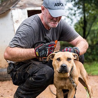 Victory for Animal Fighting Victims: The U.S. Sentencing Commission Gets Tough!