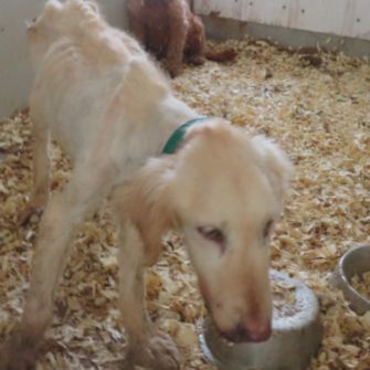 a dog in a dirty pen