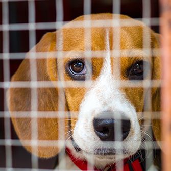 a beagle behind a wire grate