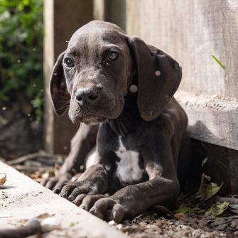 Gray dog in dirt