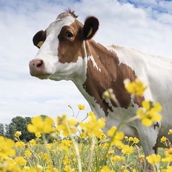 Cow in field of flowers