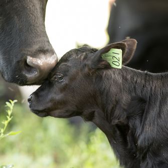 Calf and mother