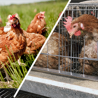 Chickens in a pasture (left), Chickens in cages (right)