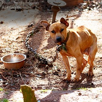 dog chained up