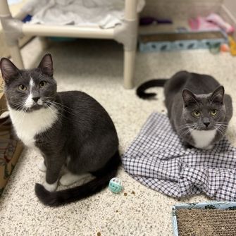 Two grey and white cats on the floor, looking up