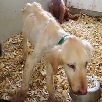 Goldie when she was found