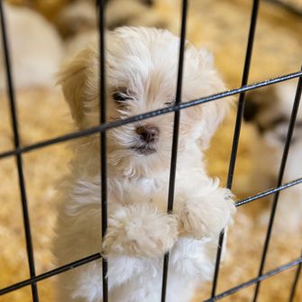 White dog in cage