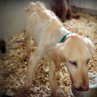 Golden Retriever #142 known now as Goldie. An emaciated dog who suffered and died at a USDA-licensed Puppy Mill in Iowa.