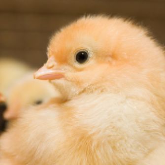 Making Organic Mean Something: Chicks