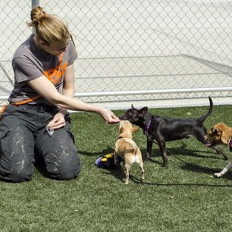 Giving Victimized Dogs a Second Chance