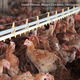 chickens in a crowded factory farm