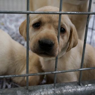 puppy in a metal crate