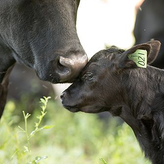 a calf and mother