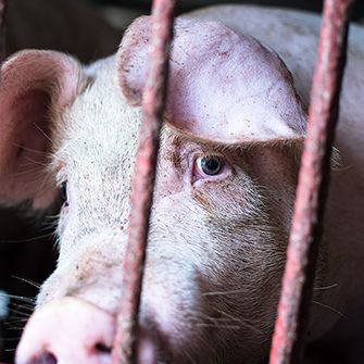 a pig in a cage