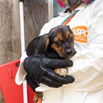 a puppy carried by an ASPCA responder