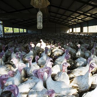 factory farmed turkeys