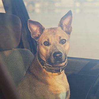 a dog in a car