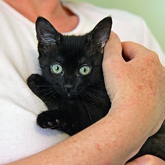 a person holding a black kitten