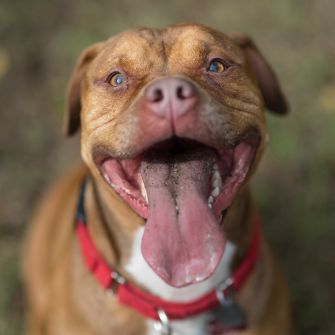 A smiling pitbull