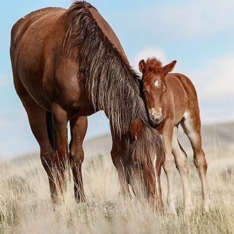 a wild horse and its colt