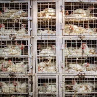 Chickens in cages