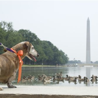 Dog at the Washington Monument