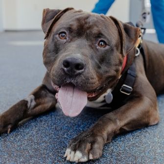 A brown dog lying down