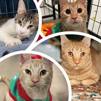 Ohio: All These Cats Want for Christmas is Mew