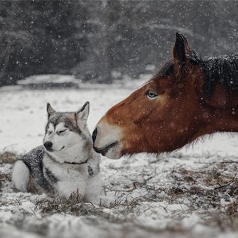 Huskie and Horse