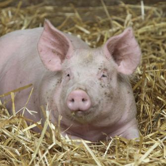 Pig in hay