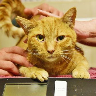 One ASPCA Fund Does Wonders for a Special Tabby