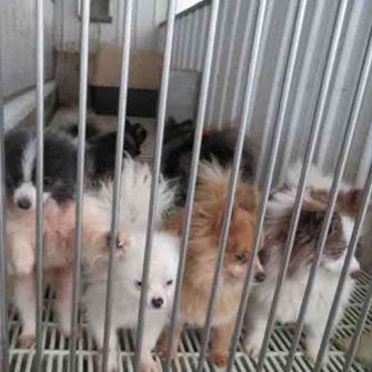 Puppies in cage